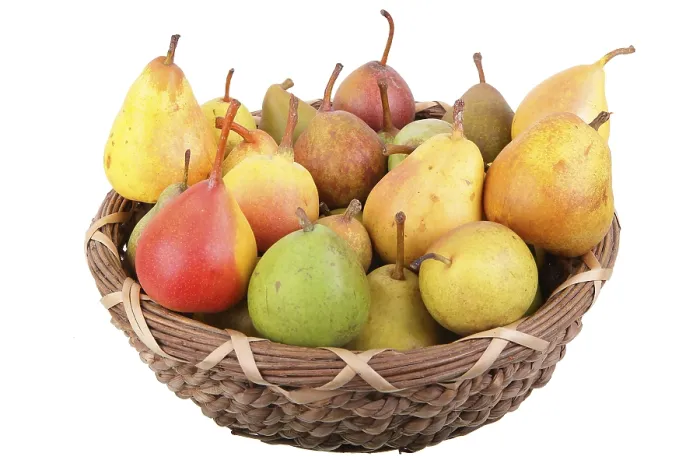 Gerahmter Druck : Verschiedene Arten von Birnen in einem Weidenkorb. Gerahmter Druck : Verschiedene Arten von Birnen in einem Weidenkorb.