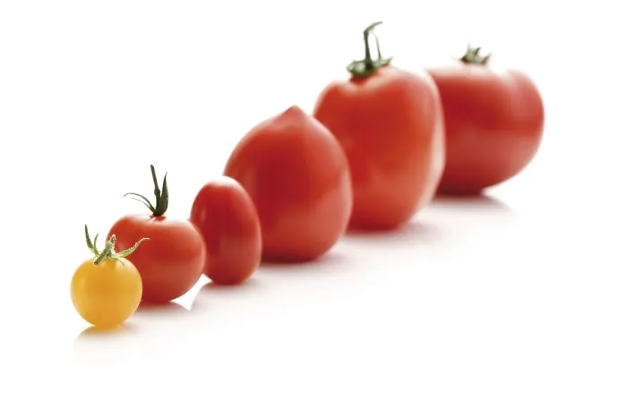 Gerahmter Druck : Verschiedene Tomatensorten. Gerahmter Druck : Verschiedene Tomatensorten.