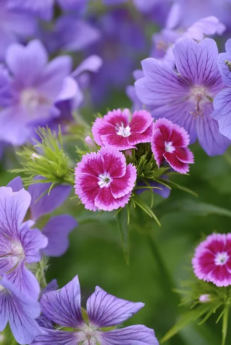 Gerahmter Druck : Verschieden gefärbte Blüten im Blumenbeet. Gerahmter Druck : Verschieden gefärbte Blüten im Blumenbeet.