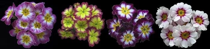 Gerahmter Druck : Vier unterschiedlich blühende Primeln (Primula). Gerahmter Druck : Vier unterschiedlich blühende Primeln (Primula).