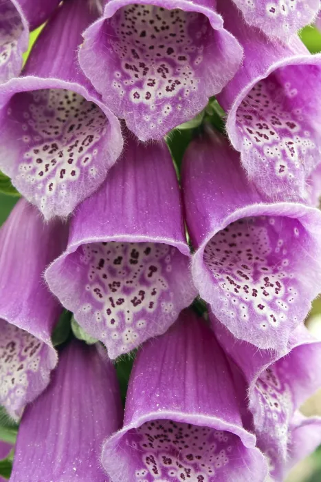 Gerahmter Druck : Digitalis Gerahmter Druck : Digitalis