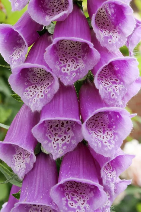 Gerahmter Druck : Digitalis Gerahmter Druck : Digitalis