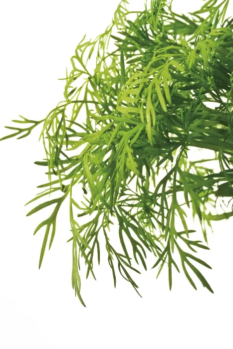 Gerahmter Druck : Dill Gerahmter Druck : Dill