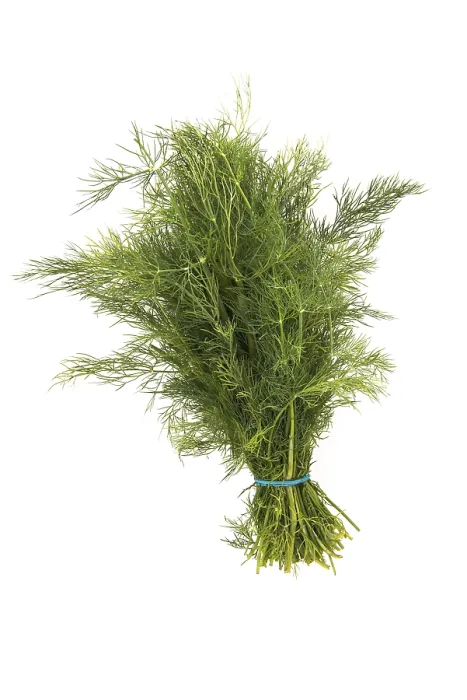 Gerahmter Druck : Dill, Schnittstück gegen einen weißen Hintergrund. Gerahmter Druck : Dill, Schnittstück gegen einen weißen Hintergrund.