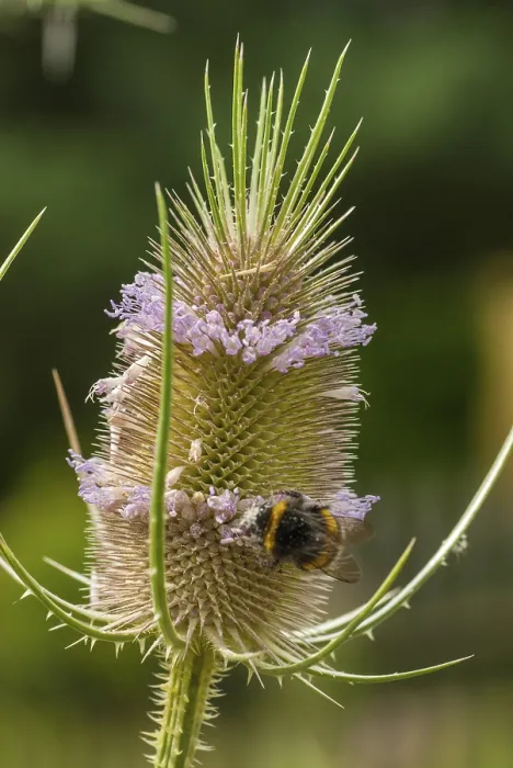 Gerahmter Druck : Dipsacaceae, Dipsacus fullonum. Gerahmter Druck : Dipsacaceae, Dipsacus fullonum.
