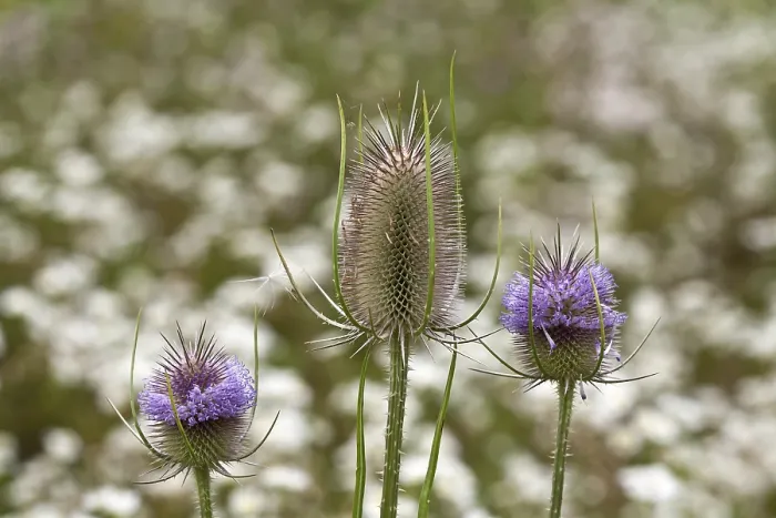 Gerahmter Druck : Dipsacus fullonum, Wild-Teufelsbeere. Gerahmter Druck : Dipsacus fullonum, Wild-Teufelsbeere.