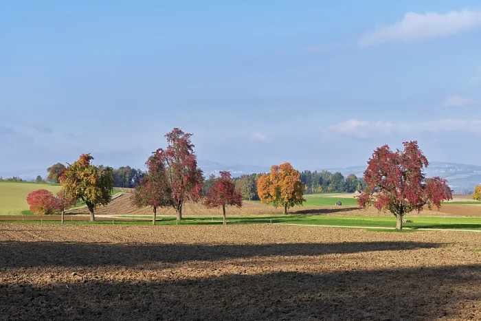 Gerahmter Druck : Verfärbte Birnbäume (Pyrus) Gerahmter Druck : Verfärbte Birnbäume (Pyrus)