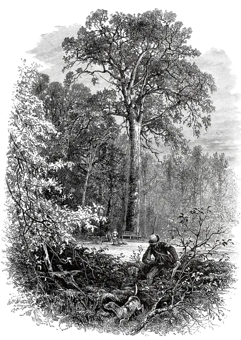 Gerahmter Druck : Einzigartige Bäume, Naturdenkmal. Gerahmter Druck : Einzigartige Bäume, Naturdenkmal.