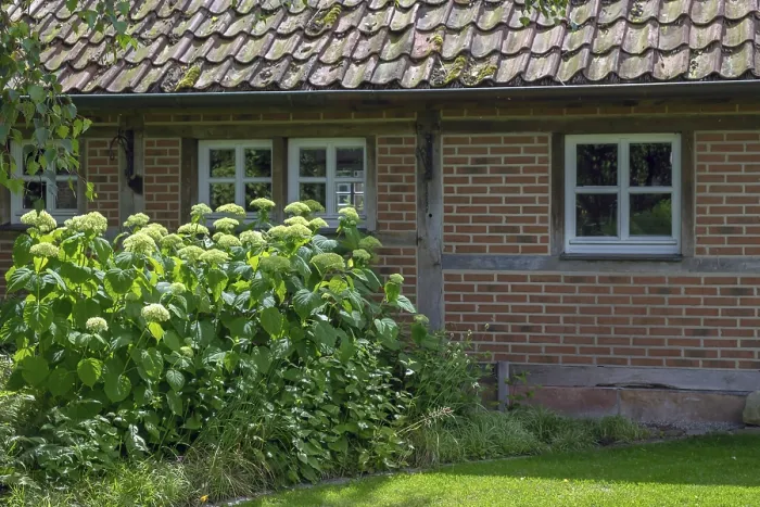 Gerahmter Druck : Bezirksschulgarten, Hydrangea Annabelle Gerahmter Druck : Bezirksschulgarten, Hydrangea Annabelle