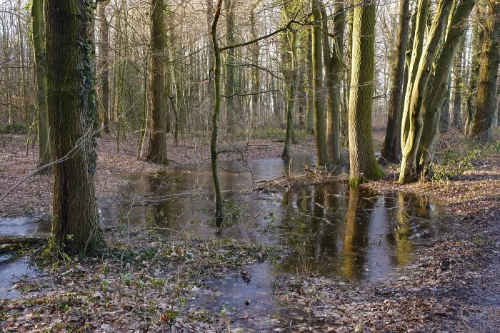 Gerahmter Druck : Graben mit Wasser- und Eisschicht im Wald. Gerahmter Druck : Graben mit Wasser- und Eisschicht im Wald.