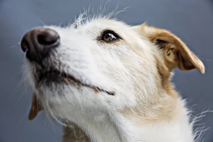 Gerahmter Druck : Hund, Mischling, Porträt, Deutschland Gerahmter Druck : Hund, Mischling, Porträt, Deutschland