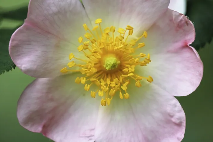 Gerahmter Druck : Hundswurzel, Rosa canina Gerahmter Druck : Hundswurzel, Rosa canina