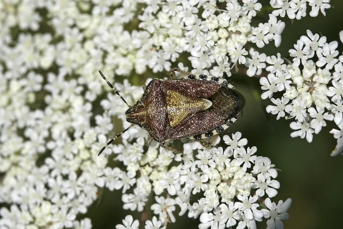 Gerahmter Druck : Dolycoris baccarum Gerahmter Druck : Dolycoris baccarum