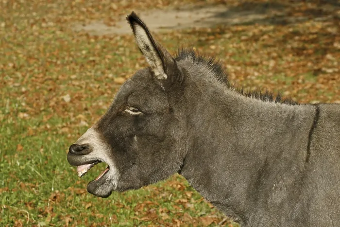 Gerahmter Druck : Donkey Gerahmter Druck : Donkey