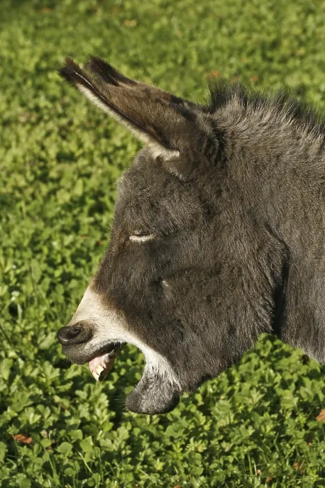 Gerahmter Druck : Donkey Gerahmter Druck : Donkey