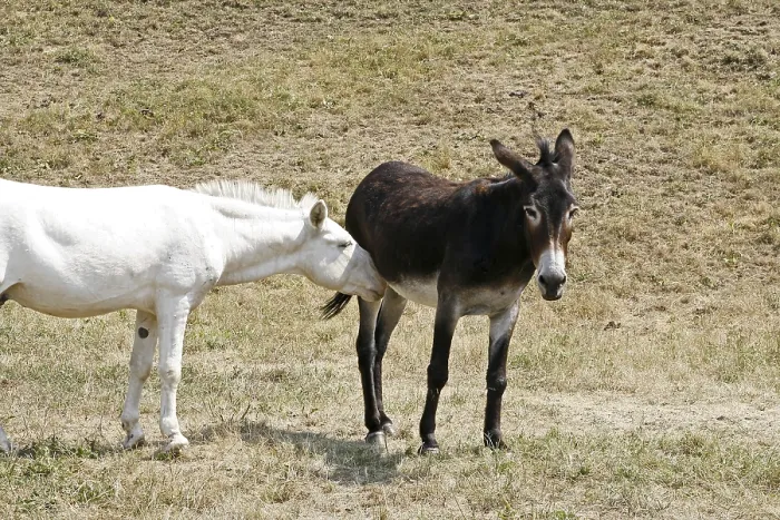 Gerahmter Druck : Donkey