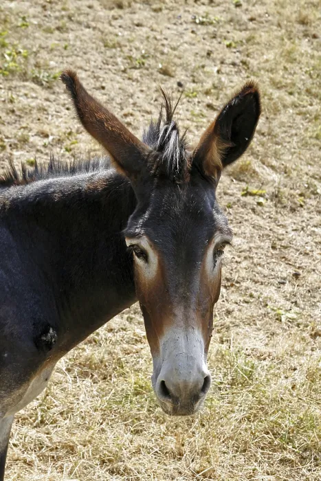 Gerahmter Druck : Donkey Gerahmter Druck : Donkey