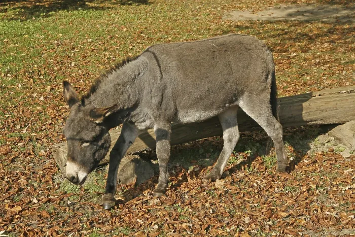 Gerahmter Druck : Donkey Gerahmter Druck : Donkey