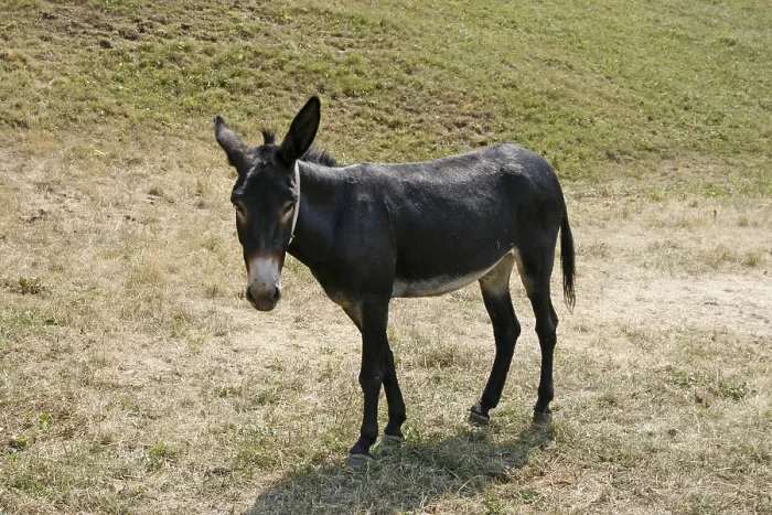 Gerahmter Druck : Donkey Gerahmter Druck : Donkey