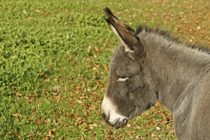 Gerahmter Druck : Donkey Gerahmter Druck : Donkey