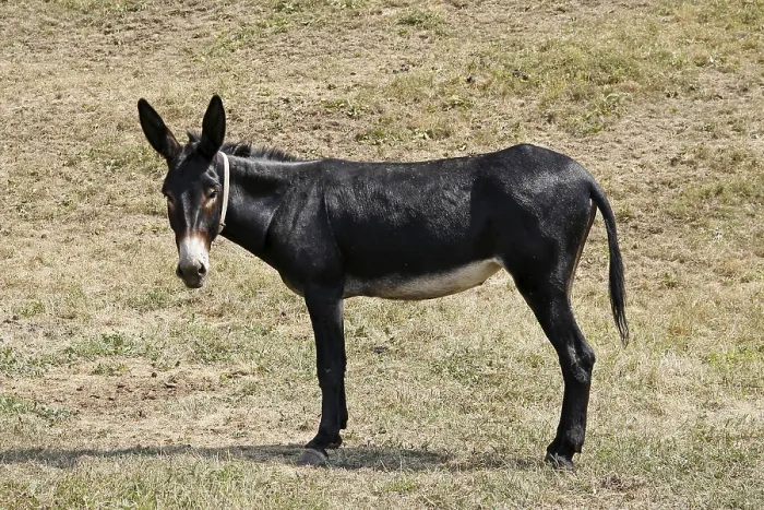 Gerahmter Druck : Donkey Gerahmter Druck : Donkey