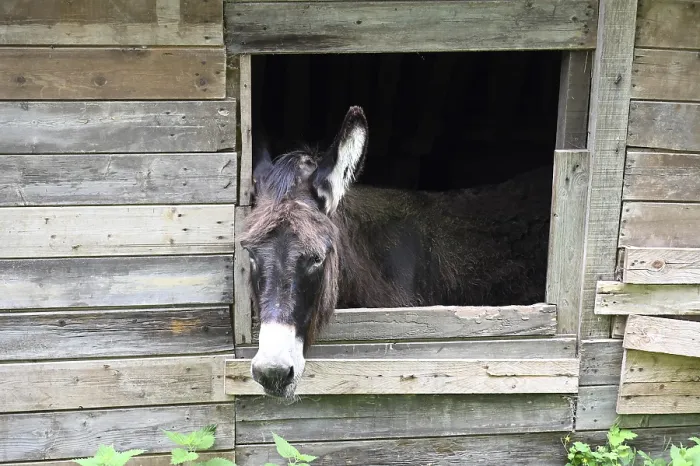 Gerahmter Druck : Esel am Fenster. Gerahmter Druck : Esel am Fenster.