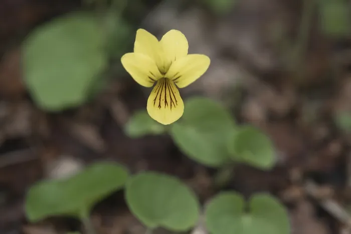 Gerahmter Druck : Doppelblütige Veilchen (Viola biflora) Gerahmter Druck : Doppelblütige Veilchen (Viola biflora)