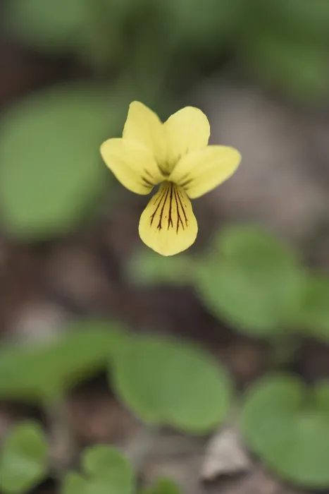 Gerahmter Druck : Doppelblütige Veilchen (Viola biflora) Gerahmter Druck : Doppelblütige Veilchen (Viola biflora)