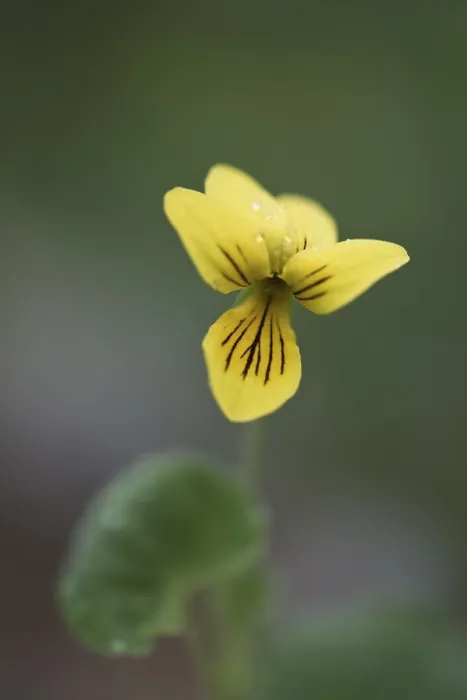 Gerahmter Druck : Doppelblütige Veilchen (Viola biflora) Gerahmter Druck : Doppelblütige Veilchen (Viola biflora)