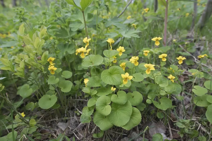 Gerahmter Druck : Doppelblütige Veilchen (Viola biflora), Kvaloya, Norwegen Gerahmter Druck : Doppelblütige Veilchen (Viola biflora), Kvaloya, Norwegen