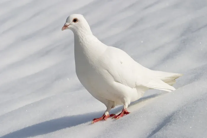 Gerahmter Druck : Möwe im Winter Gerahmter Druck : Möwe im Winter