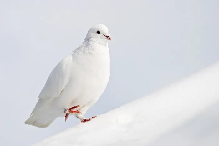 Gerahmter Druck : Im Winter schläft der Falke. Gerahmter Druck : Im Winter schläft der Falke.