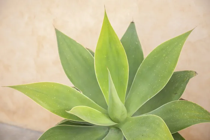 Gerahmter Druck : Drachenbaum Agave (Agave attenuata) Gerahmter Druck : Drachenbaum Agave (Agave attenuata)