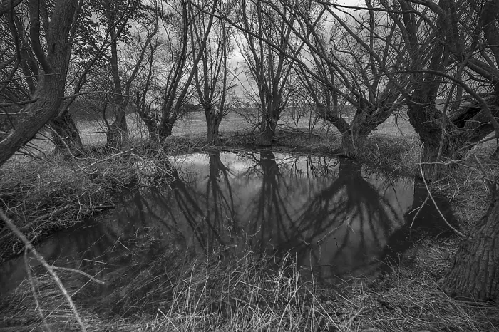 Gerahmter Druck : Dramatisch, geisterhaft, Weiden (Salix).