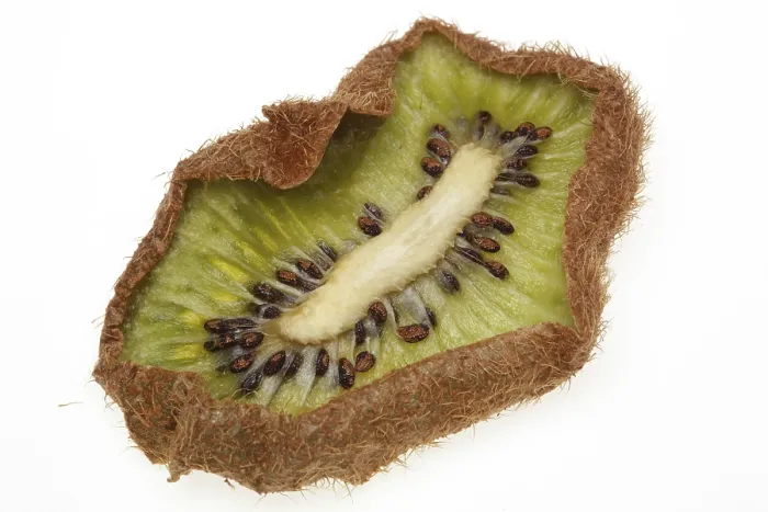 Gerahmter Druck : Getrocknete Kiwi-Scheibe Gerahmter Druck : Getrocknete Kiwi-Scheibe
