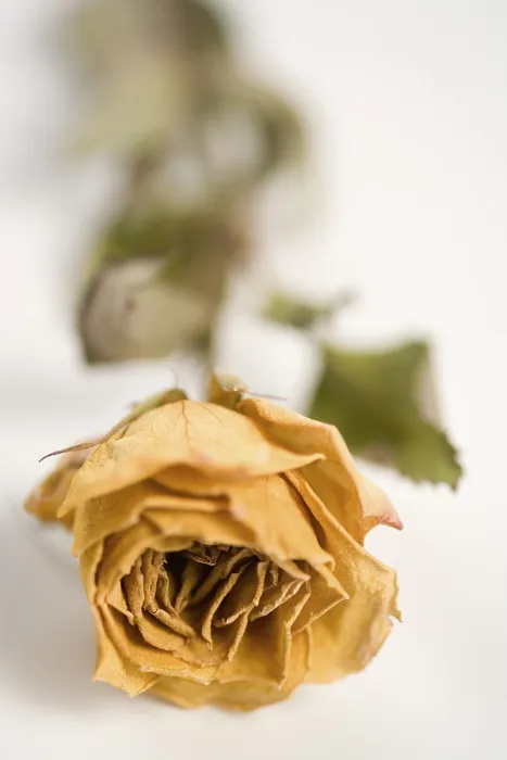 Gerahmter Druck : Trockene Rose Gerahmter Druck : Trockene Rose