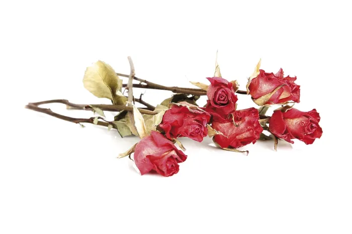 Gerahmter Druck : Trockene Rosen Gerahmter Druck : Trockene Rosen