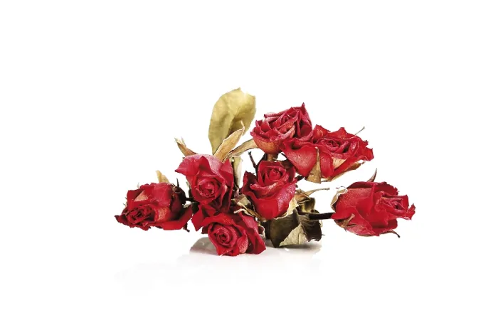 Gerahmter Druck : Trockene Rosen. Gerahmter Druck : Trockene Rosen.