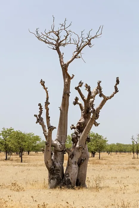 Gerahmter Druck : Getrockneter Baum, Namibia Gerahmter Druck : Getrockneter Baum, Namibia