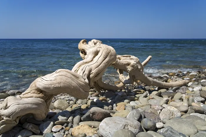 Gerahmter Druck : Treibholz am Strand. Gerahmter Druck : Treibholz am Strand.