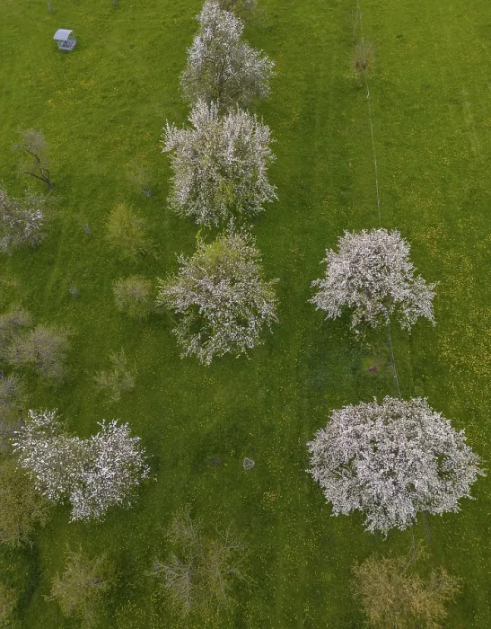 Gerahmter Druck : Bild eines Drohnen von blühenden Kirschbäumen. Gerahmter Druck : Bild eines Drohnen von blühenden Kirschbäumen.