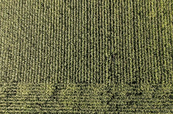 Gerahmter Druck : Drohnenbild, Maisfeld von oben. Gerahmter Druck : Drohnenbild, Maisfeld von oben.