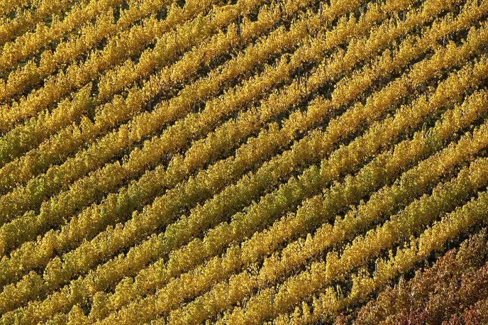 Gerahmter Druck : Drohnenbild, Weinberg im Herbst. Gerahmter Druck : Drohnenbild, Weinberg im Herbst.