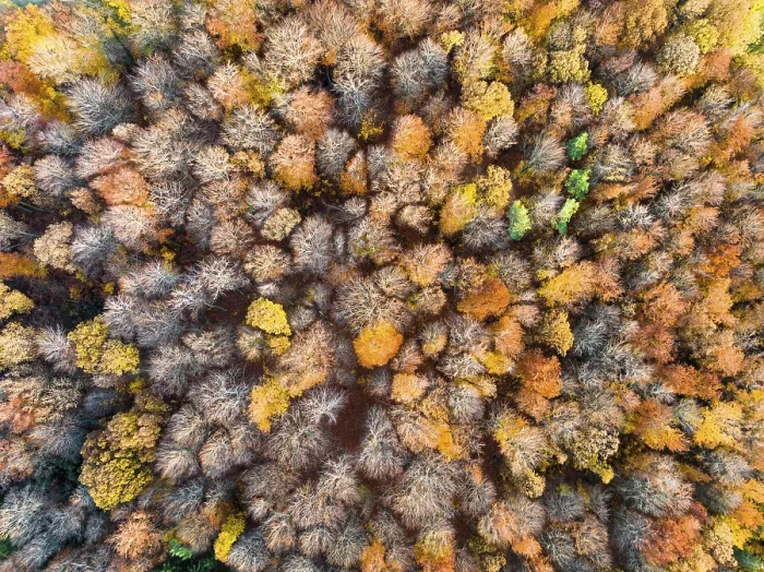 Gerahmter Druck : Blick aus der Luft auf einen Wald im Herbst.