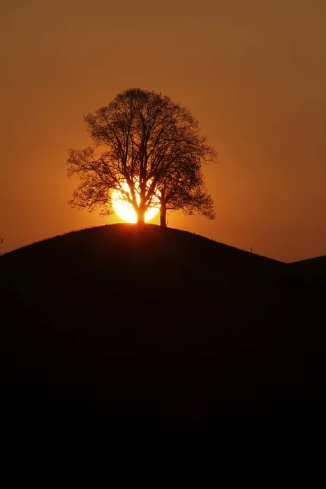 Gerahmter Druck : Drumlins mit Baum am Sonnenuntergang, Oelegg Gerahmter Druck : Drumlins mit Baum am Sonnenuntergang, Oelegg