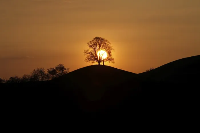 Gerahmter Druck : Drumlins mit Baum am Sonnenuntergang, Oelegg. Gerahmter Druck : Drumlins mit Baum am Sonnenuntergang, Oelegg.