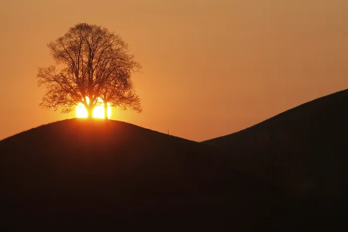 Gerahmter Druck : Drumlins mit Baum am Sonnenuntergang, Oelegg. Gerahmter Druck : Drumlins mit Baum am Sonnenuntergang, Oelegg.