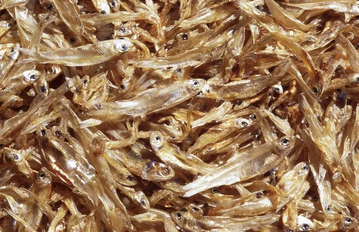 Gerahmter Druck : Trockenes Fisch Gerahmter Druck : Trockenes Fisch