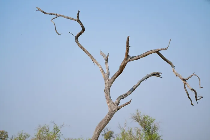 Gerahmter Druck : Trockener Baum, Äste steigen in den Himmel, Botswana. Gerahmter Druck : Trockener Baum, Äste steigen in den Himmel, Botswana.