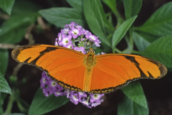 Gerahmter Druck : Dryas Julia, eine züngelnde Dryade Gerahmter Druck : Dryas Julia, eine züngelnde Dryade